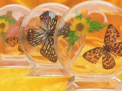 聚力水晶滴膠、環(huán)氧膠，用于標(biāo)本制作，填充性好，使用期長(zhǎng)